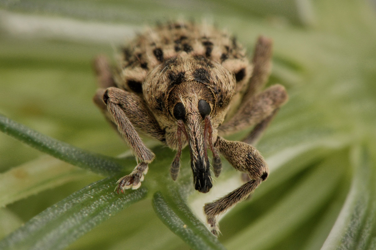 Curculionidae:  Hypera sp?    S, Hypera (Tigrinellus) pastinacae